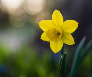 Daffodil