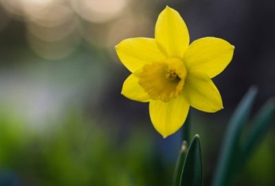 Daffodil